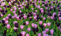 パズル Tulips two colors