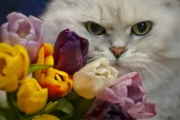 Слагалица Tulips and cat
