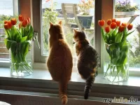 Пазл Тюльпаны и коты