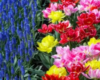 Jigsaw Puzzle Tulips and muscari