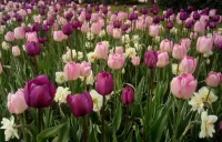 Слагалица Tulips and daffodils