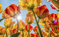 Jigsaw Puzzle Tulips and sun
