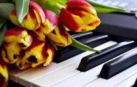 Zagadka Tulips on the piano