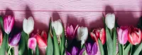 Bulmaca Tulips on pink