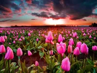 Zagadka tulips at sunset