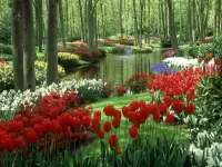 Пазл Тюльпаны в  парке