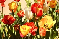 Quebra-cabeça Tulips in the shade