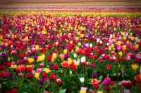 Jigsaw Puzzle Tulip field