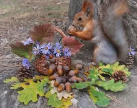 パズル Squirrel treat