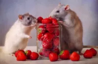 Пазл Угощение для крысы