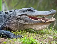 Quebra-cabeça The smile of a crocodile
