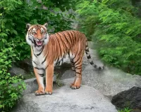 Jigsaw Puzzle Smiling tiger