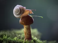 Quebra-cabeça snail