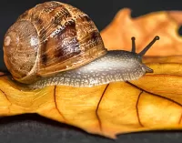 Quebra-cabeça Snail
