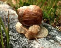 Slagalica Snail