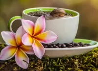 Jigsaw Puzzle Snail and plumeria