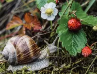 Jigsaw Puzzle Snail and strawberries