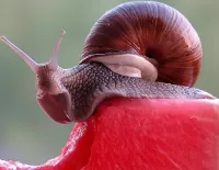Rompicapo The snail on the watermelon