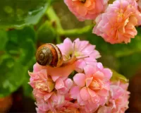 Слагалица Snail on flowers