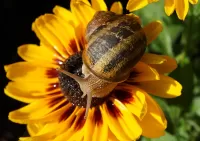 Bulmaca Snail on a flower