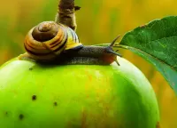 Puzzle Snail on an Apple