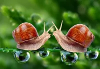 Quebra-cabeça Snails