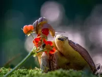Quebra-cabeça snails