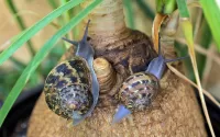 Rompecabezas Snails