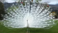 Jigsaw Puzzle Unique peacock