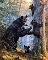 Puzzle bear lesson