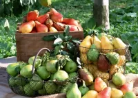 Quebra-cabeça The crop of pears