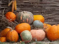 Quebra-cabeça Pumpkin harvest
