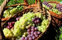 パズル The grape harvest