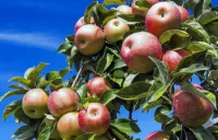 Bulmaca Apple harvest