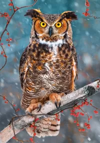 Puzzle Long-eared owl