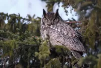 Quebra-cabeça Long-eared owl