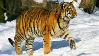 Quebra-cabeça Siberian tiger