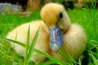 Bulmaca Duck