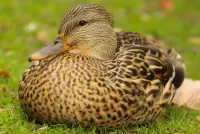 Quebra-cabeça Duck