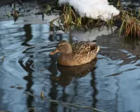 Quebra-cabeça Duck