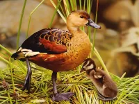 Quebra-cabeça Duck and duckling