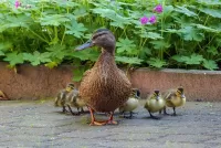 Слагалица Duck with ducklings