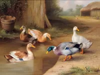 Puzzle Ducks