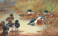 Jigsaw Puzzle Duck