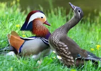 Bulmaca Mandarin ducks