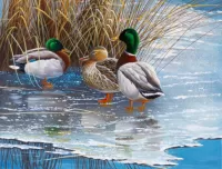 Quebra-cabeça Ducks on ice