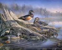 Jigsaw Puzzle Ducks on the lake