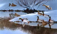 Quebra-cabeça Ducks in winter