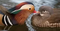 Rompecabezas Duck love