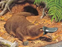 Quebra-cabeça Platypus